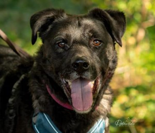 Oreo sucht erfahrenes Zuhause