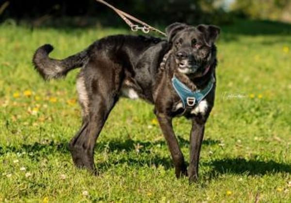 Oreo sucht erfahrenes Zuhause