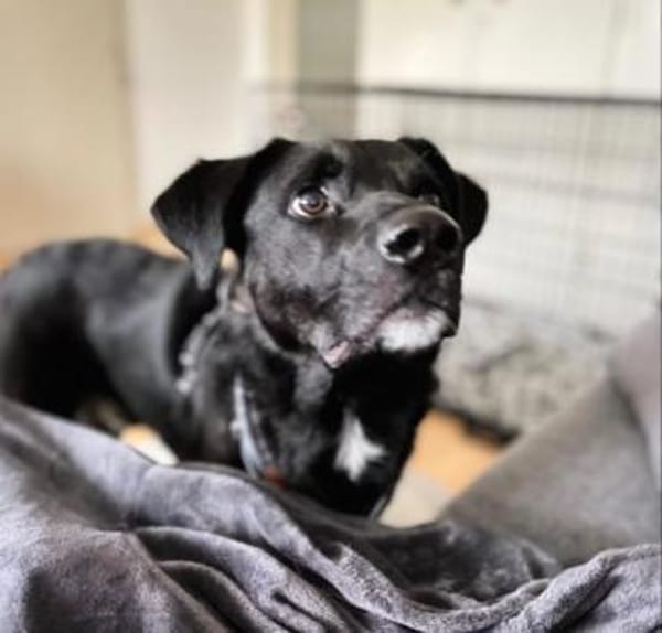 Oreo sucht erfahrenes Zuhause