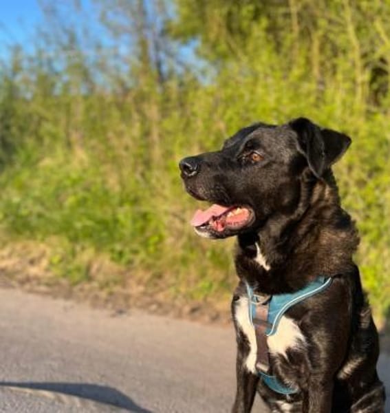 Oreo sucht erfahrenes Zuhause