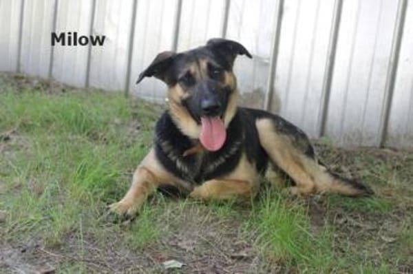 Milow, ruhig und wachsam