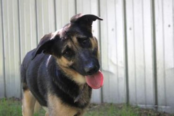 Milow, ruhig und wachsam