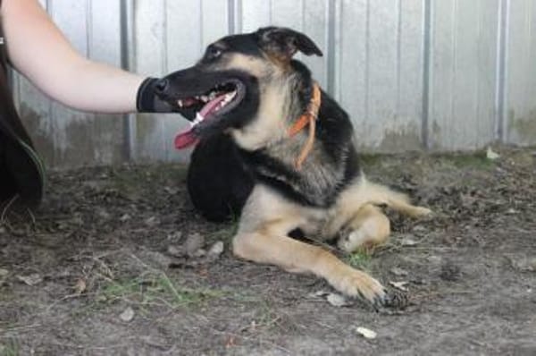 Milow, ruhig und wachsam