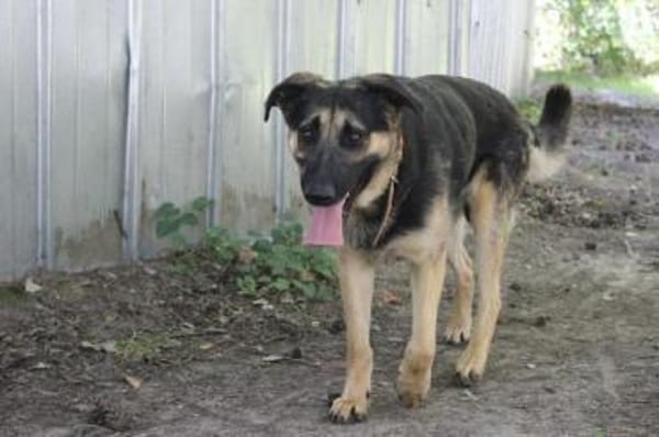 Milow, ruhig und wachsam