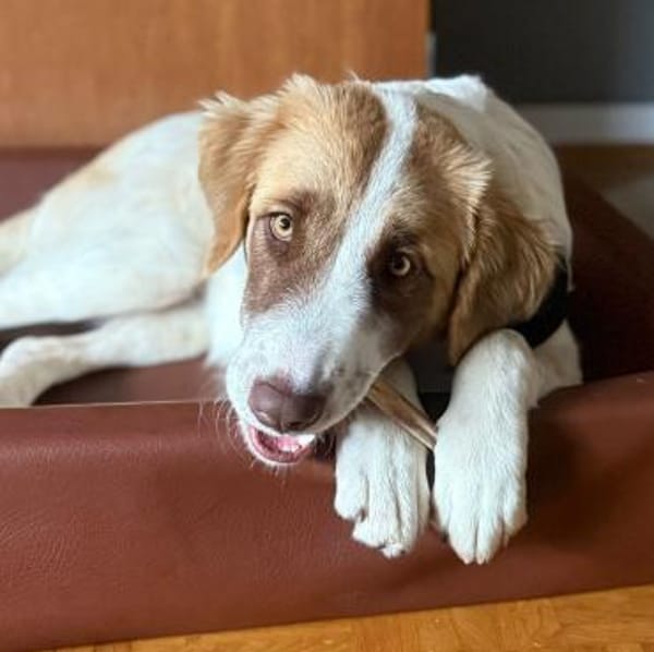 Welpe Liva -ein liebevoller Sonnenschein