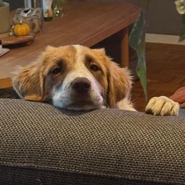 Welpe Liva -ein liebevoller Sonnenschein