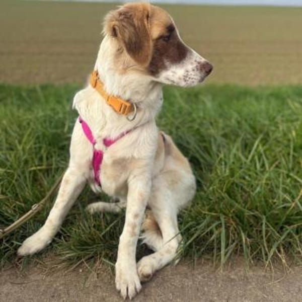 Welpe Liva -ein liebevoller Sonnenschein