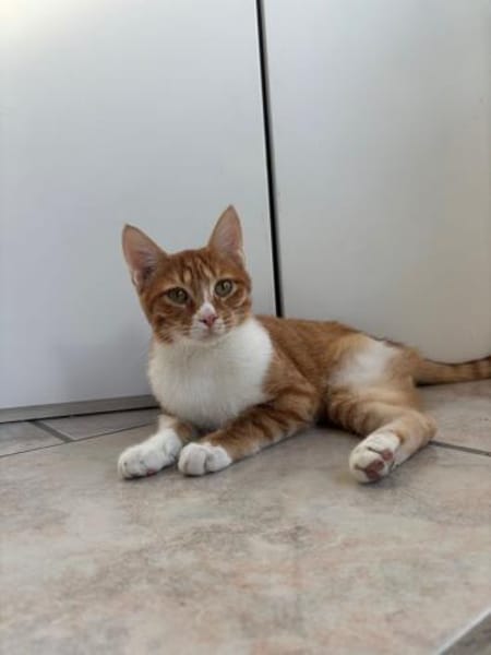 Handicap Kater Nemo aus dem Tierschutz