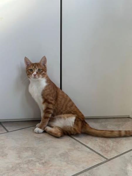 Handicap Kater Nemo aus dem Tierschutz