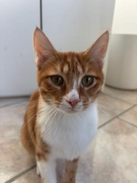 Handicap Kater Nemo aus dem Tierschutz