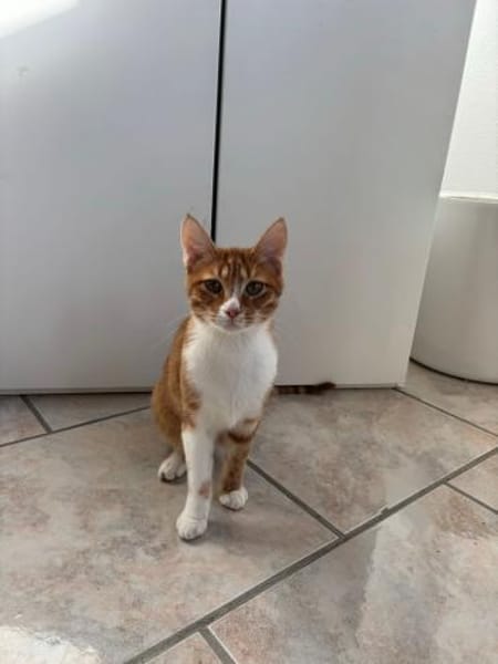 Handicap Kater Nemo aus dem Tierschutz