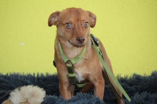 Hallo zusammen! Ich bin Amaro!