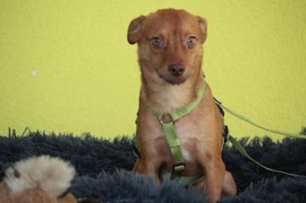 Hallo zusammen! Ich bin Amaro!