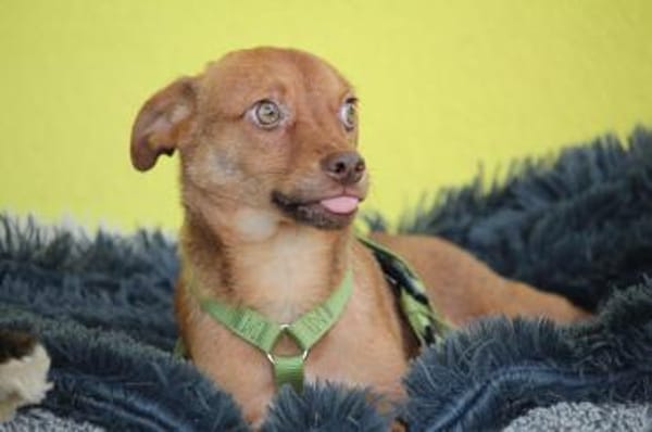 Hallo zusammen! Ich bin Amaro!