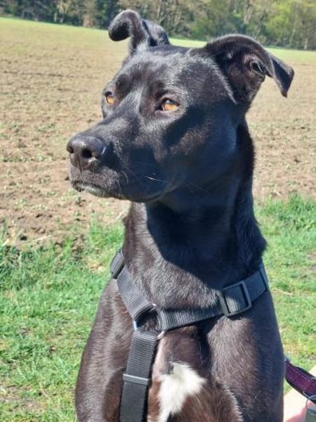 Noor wartet auf ihr Für-Immer-Zuhause