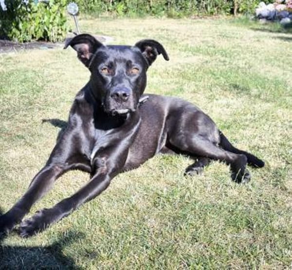 Noor wartet auf ihr Für-Immer-Zuhause