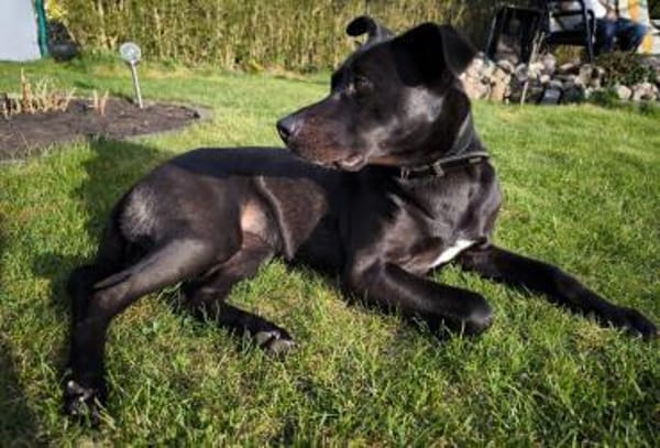 Noor wartet auf ihr Für-Immer-Zuhause