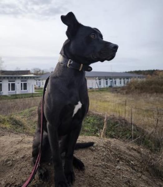 Noor wartet auf ihr Für-Immer-Zuhause