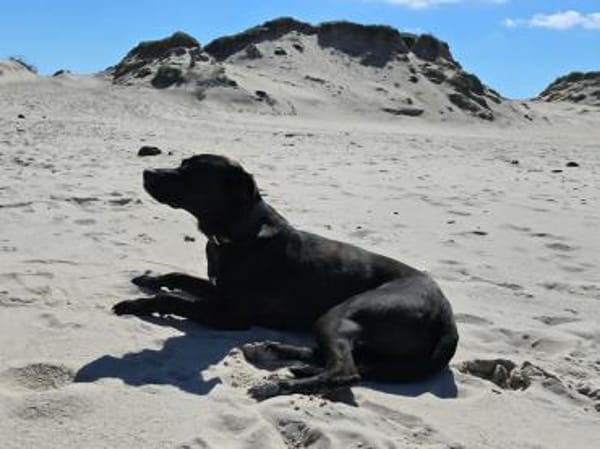 Noor wartet auf ihr Für-Immer-Zuhause