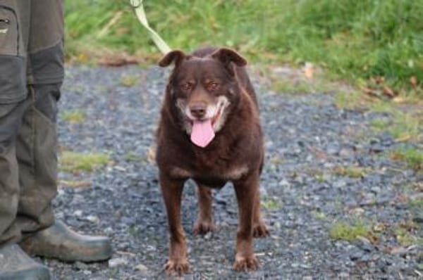 Brownie - sehr verschmust u. kinderlieb