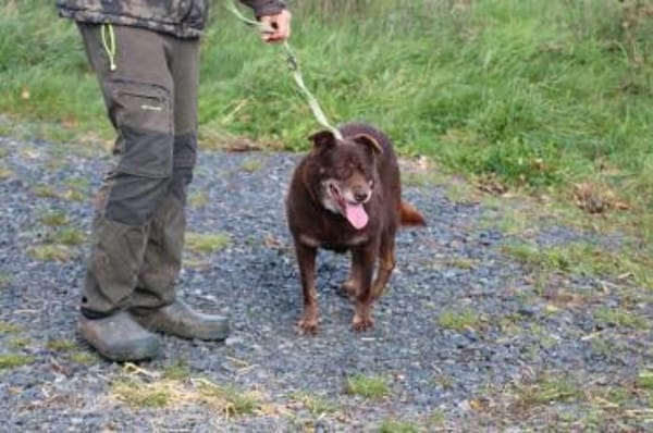 Brownie - sehr verschmust u. kinderlieb