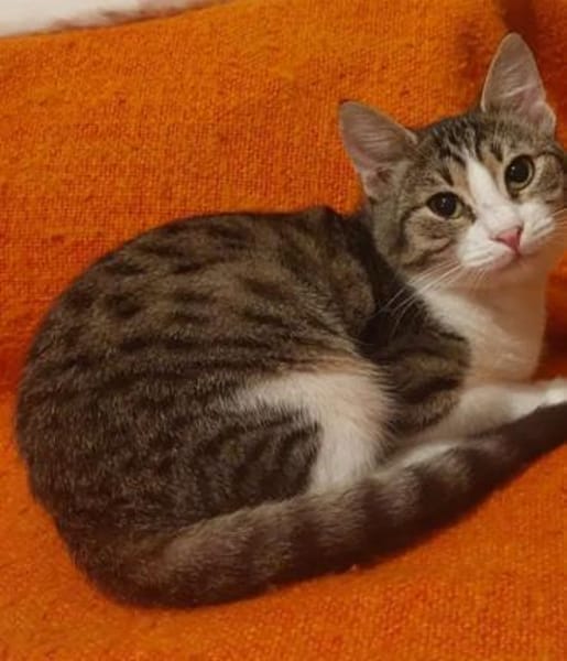 Lina Freundliches Katzenmädel