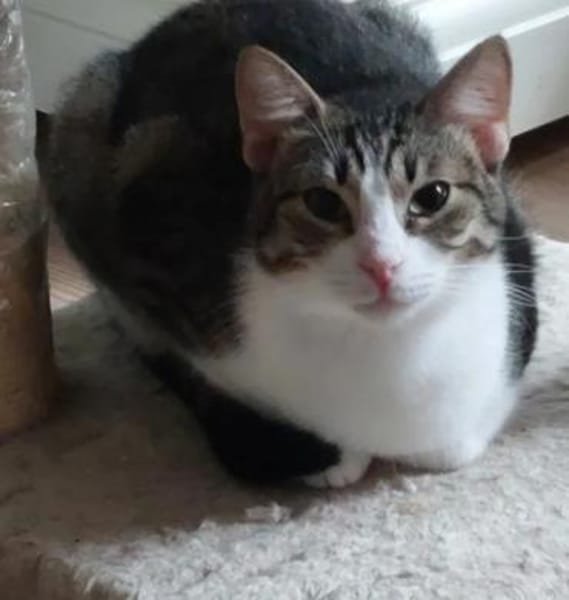 Lina Freundliches Katzenmädel