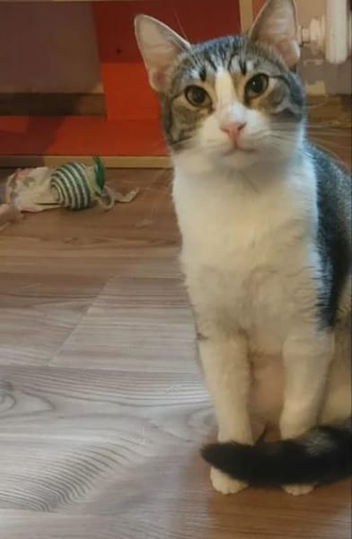 Lina Freundliches Katzenmädel