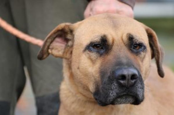 Leela - kinderlieb u. verspielt