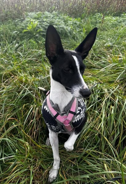 Peppa sucht hundeliebende Familie