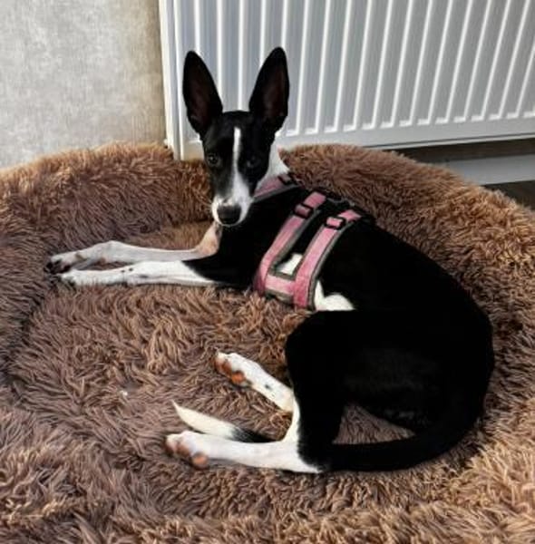 Peppa sucht hundeliebende Familie