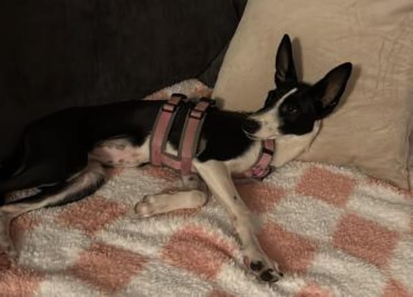 Peppa sucht hundeliebende Familie