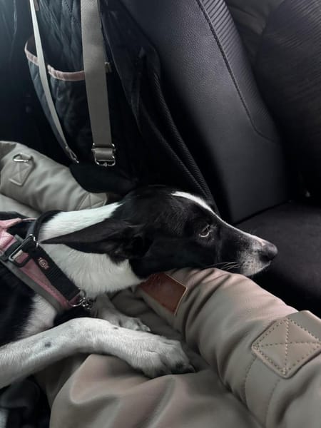 Peppa sucht hundeliebende Familie