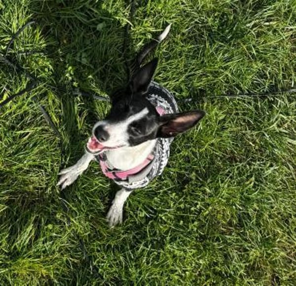 Peppa sucht hundeliebende Familie