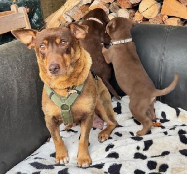 Rostey die sanfte tolle Terriermixdame