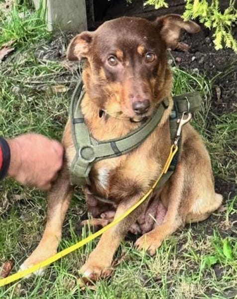 Rostey die sanfte tolle Terriermixdame