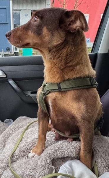 Rostey die sanfte tolle Terriermixdame