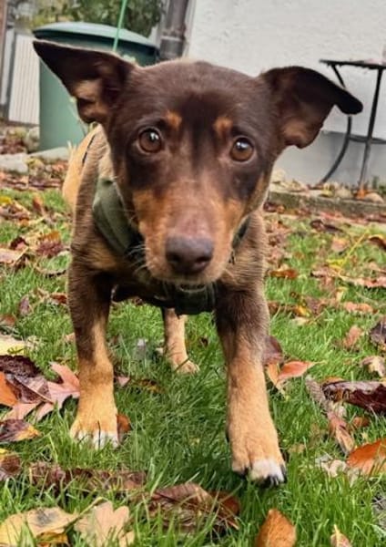 Rostey die sanfte tolle Terriermixdame