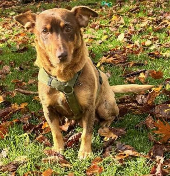 Rostey die sanfte tolle Terriermixdame