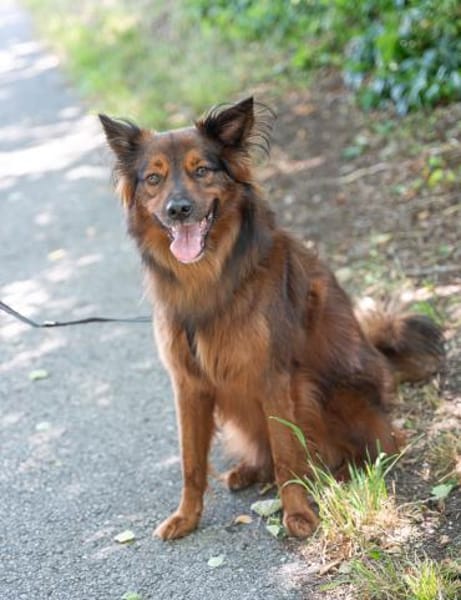 Emil sucht ein Zuhause