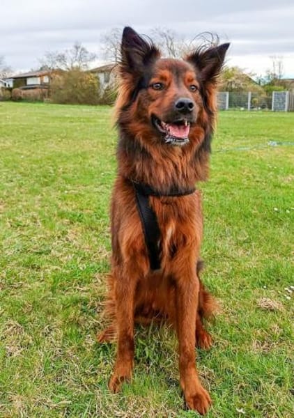 Emil sucht ein Zuhause