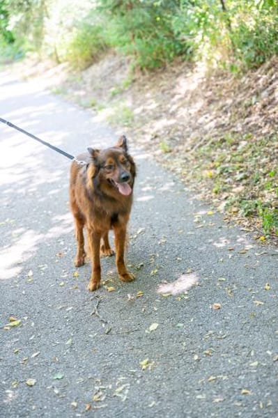 Emil sucht ein Zuhause