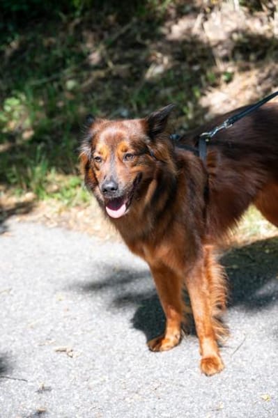 Emil sucht ein Zuhause