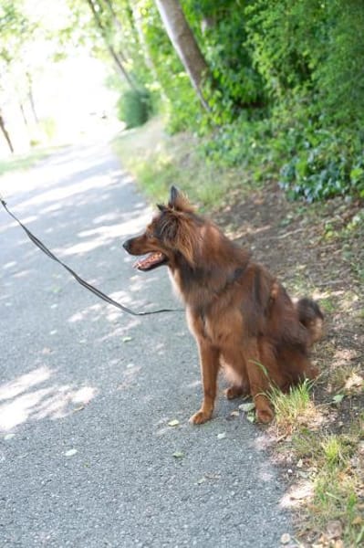 Emil sucht ein Zuhause