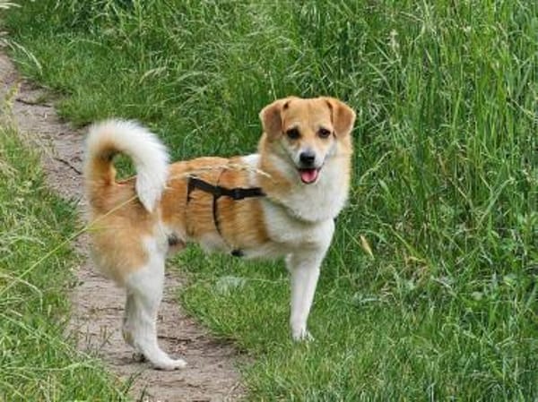 Noki- auf PS in 14513 Teltow