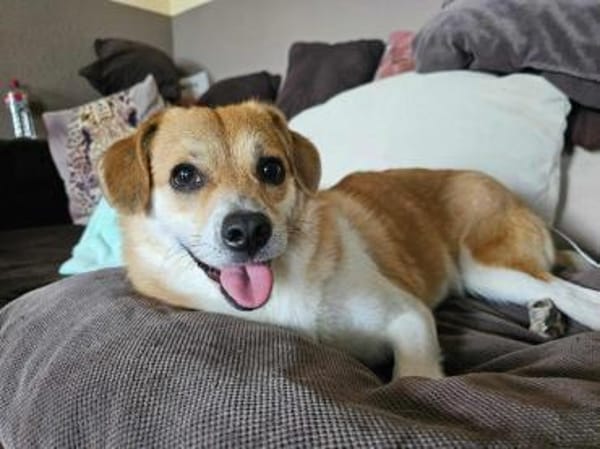 Noki- auf PS in 14513 Teltow