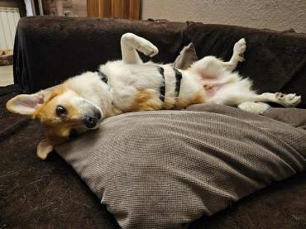 Noki- auf PS in 14513 Teltow