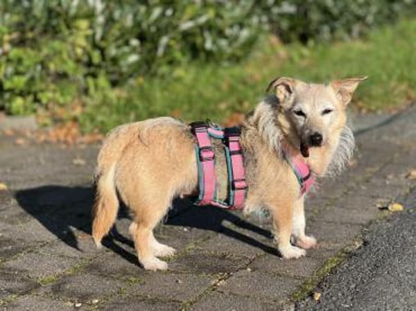 Lotta - Sonnenschein mit Herz