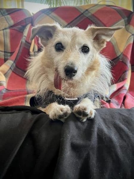 Lotta - Sonnenschein mit Herz