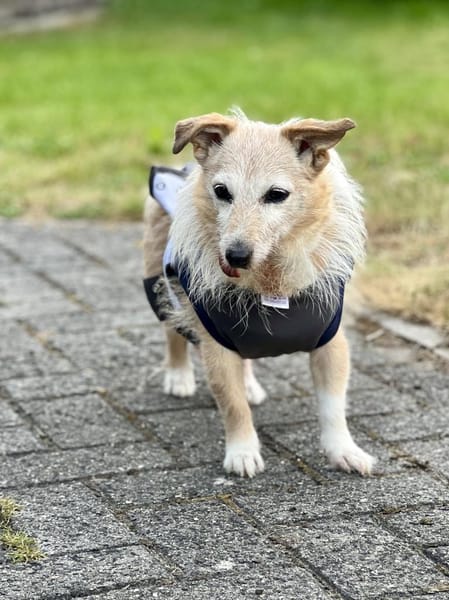 Lotta - Sonnenschein mit Herz